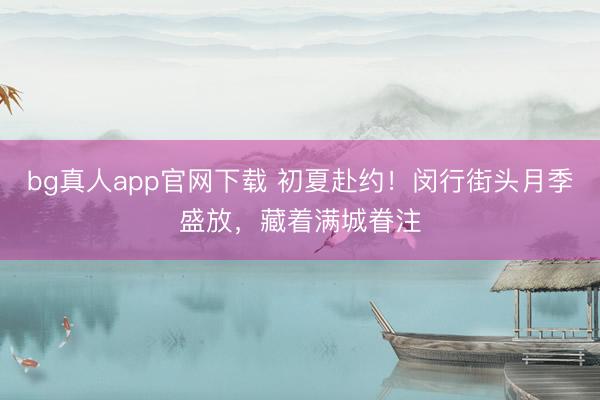 bg真人app官网下载 初夏赴约！闵行街头月季盛放，藏着满城眷注