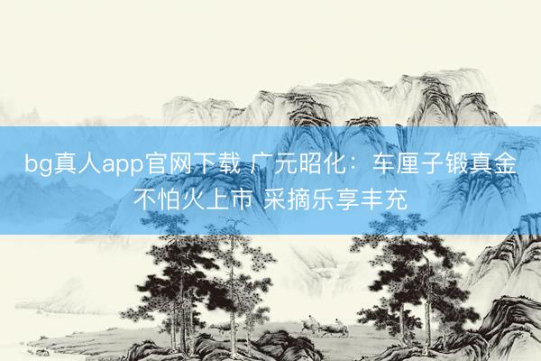 bg真人app官网下载 广元昭化：车厘子锻真金不怕火上市 采摘乐享丰充