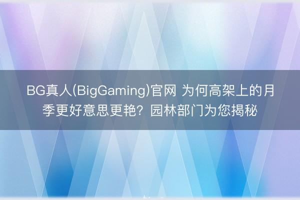 BG真人(BigGaming)官网 为何高架上的月季更好意思更艳？园林部门为您揭秘